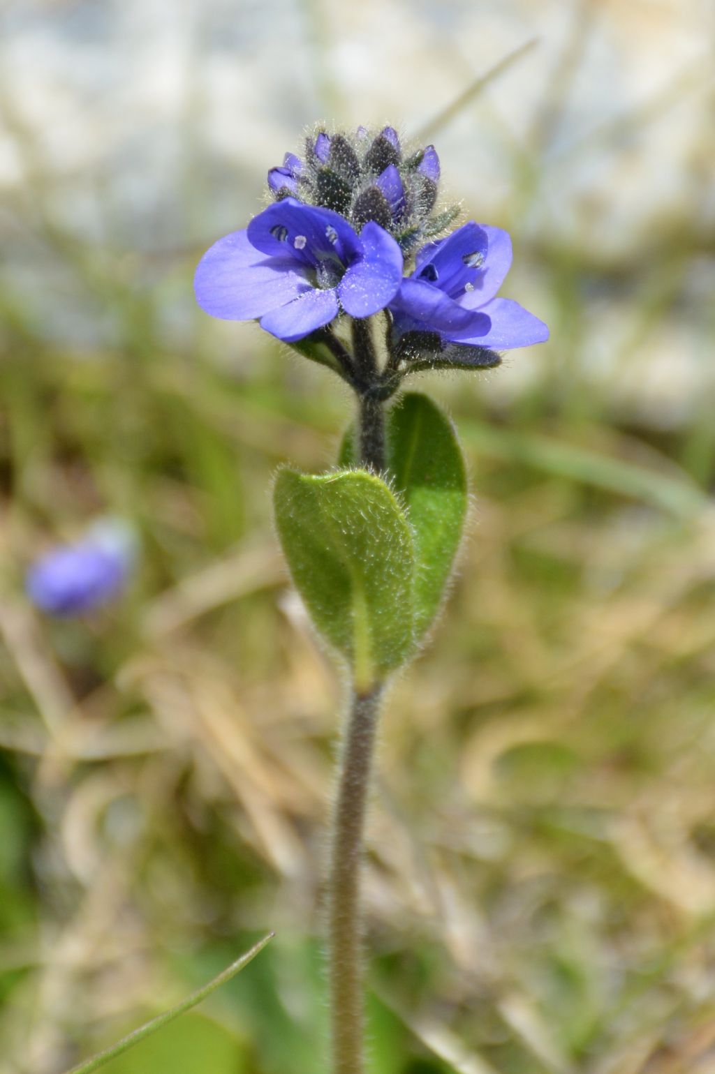 Veronica bellidioides